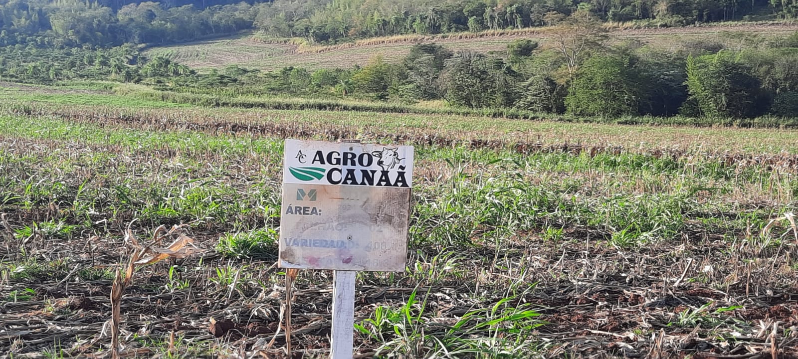 Hallan plantaciones de marihuana, maquinarias en estancia de narco