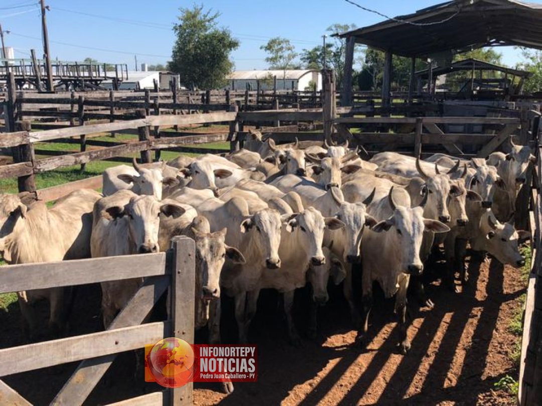 Denuncian abigeato en zona rural de Pedro Juan.