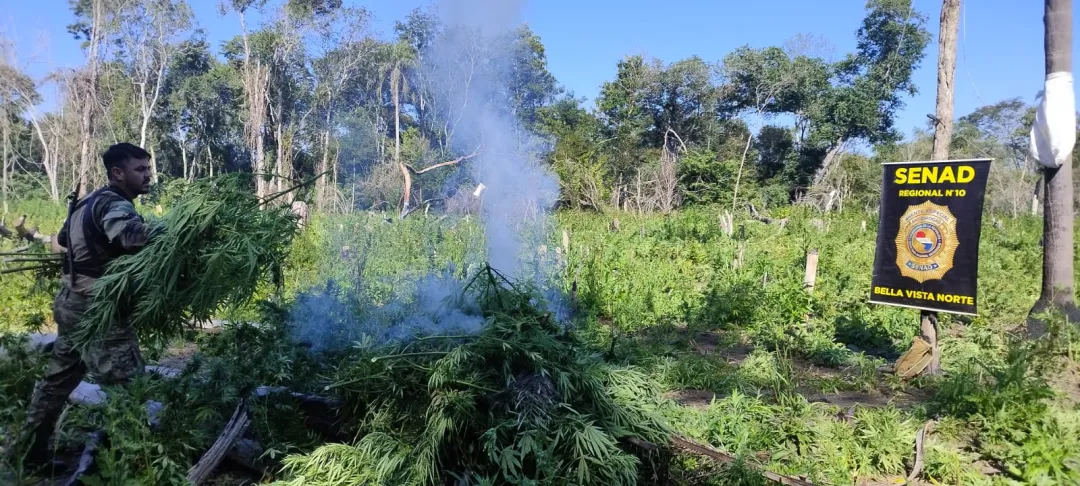 Golpe al Narcotráfico: Erradican 6 toneladas de marihuana en Bella Vista Norte