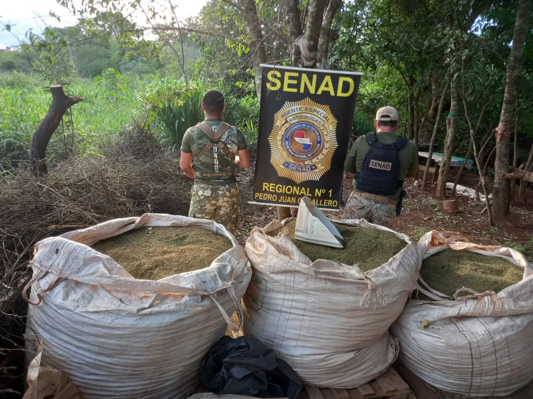 Destruyen casi 8 toneladas de marihuana en establecimiento ganadero de Capitán Bado