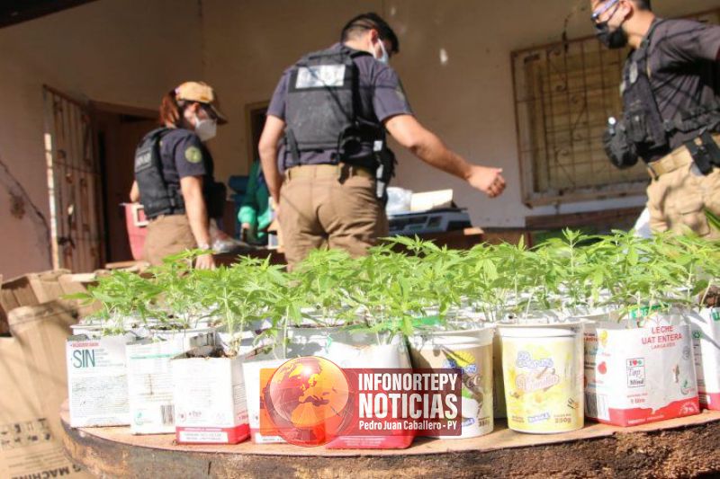 Senad allana granjas por cultivo irregular de marihuana en Central