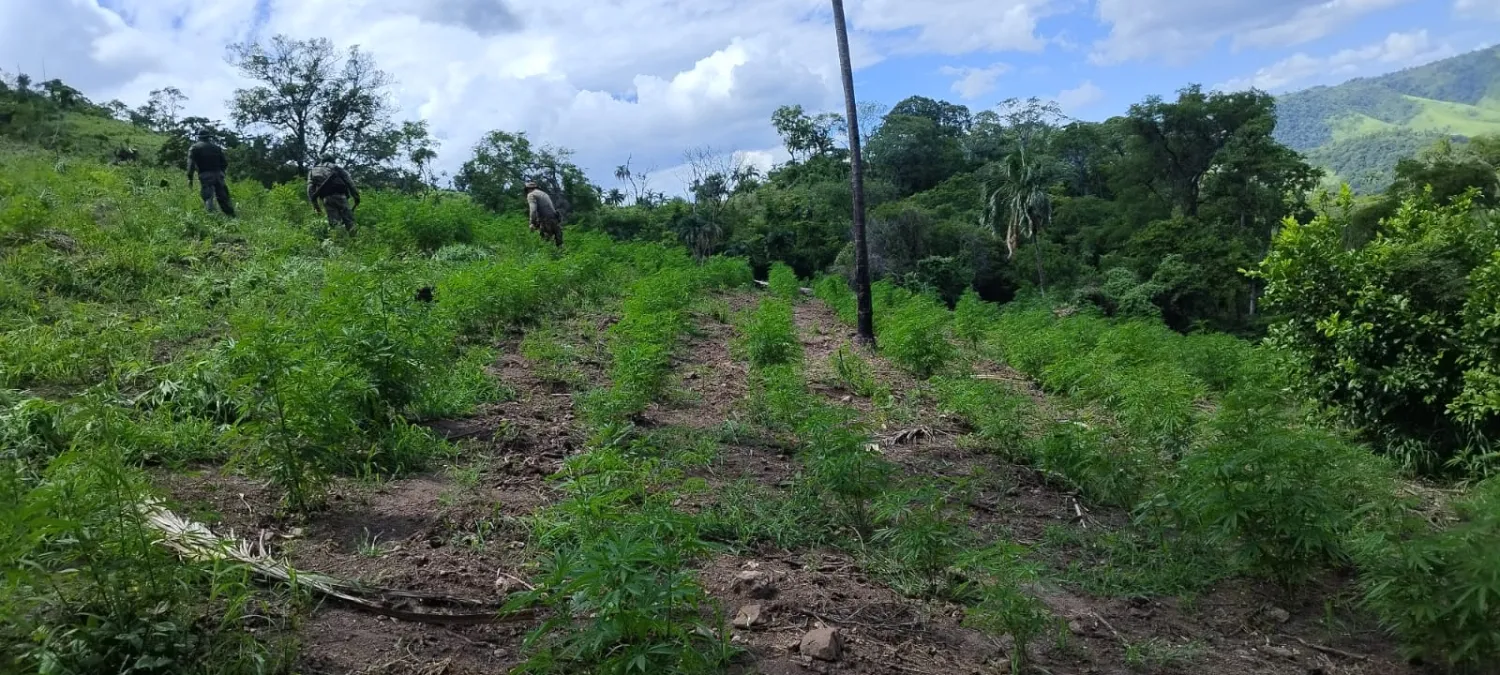 SENAD inicia operativos contra cultivos ilícitos en zona de Bella Vista Norte