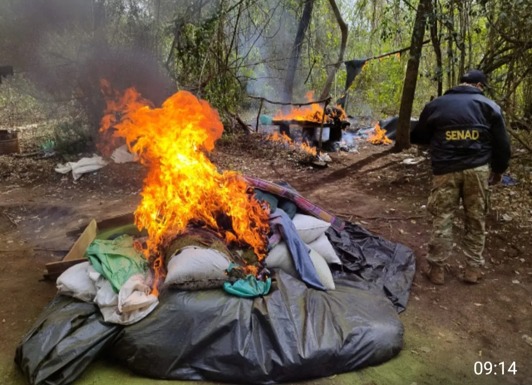 Varias toneladas de marihuana destruidas en Bella Vista Norte