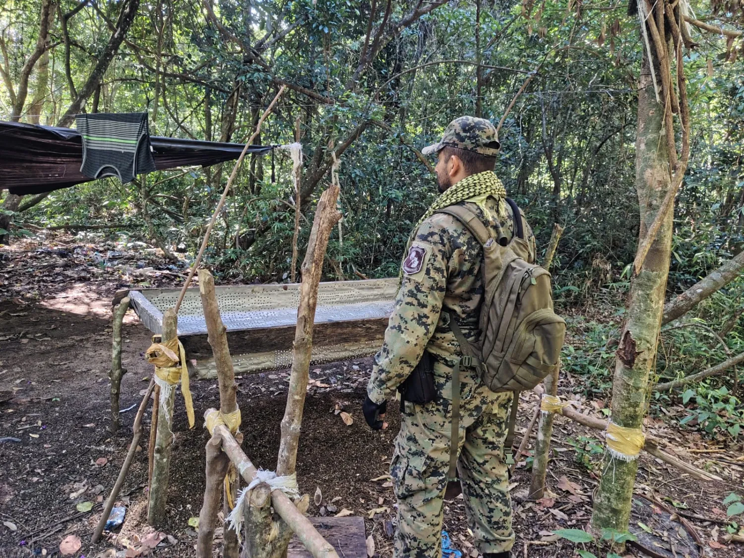 Operativo antidrogas destruye siete hectáreas de marihuana en Cerro Corá