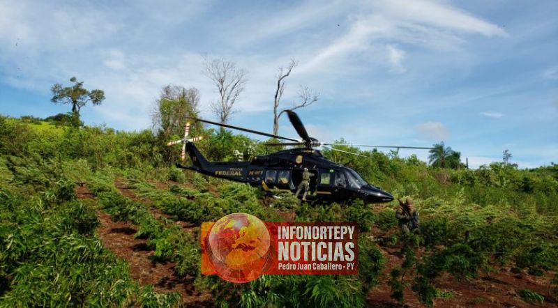 Golpe al narcotráfico en Amambay: Se anularon cerca de 2.000 toneladas de marihuana