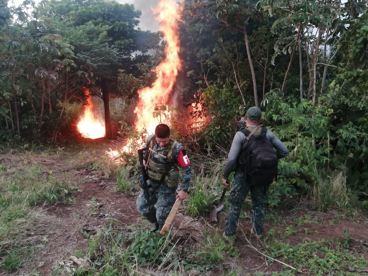 88 toneladas de marihuana fueron destruidos en operativo CUT en Amambay