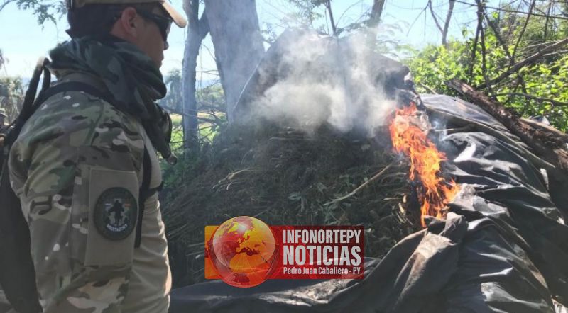 Sacan de circulación 230 toneladas de marihuana mediante operativo en Amambay