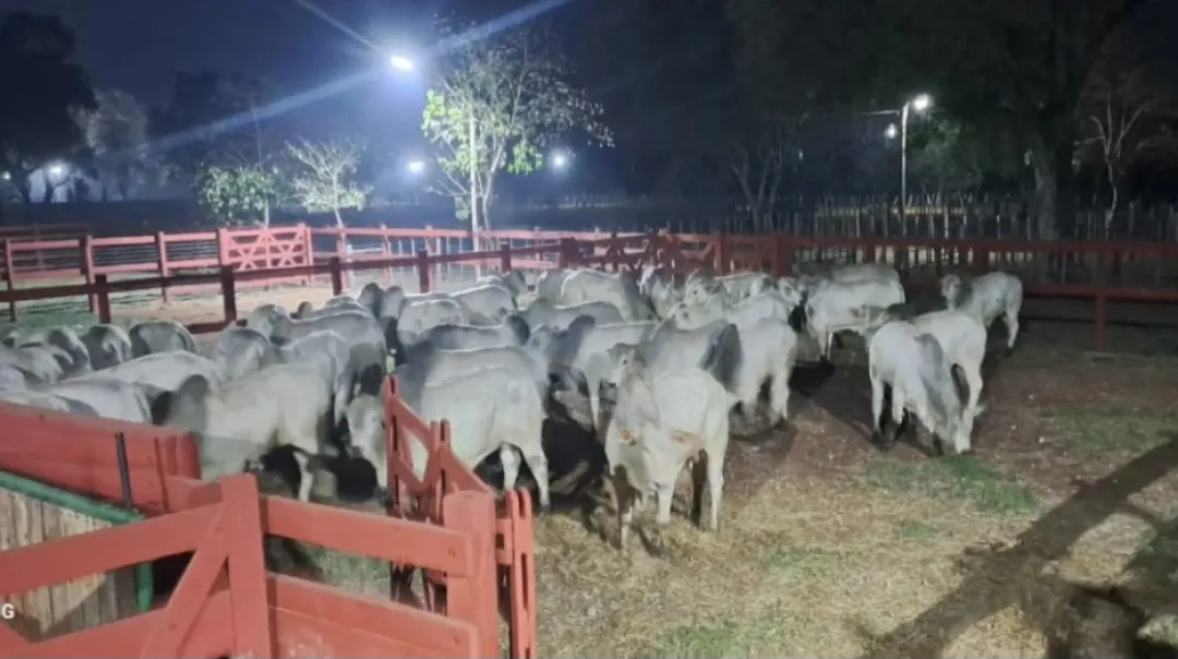 Retuvieron temporalmente ganado de la familia de Eulalio Gomes