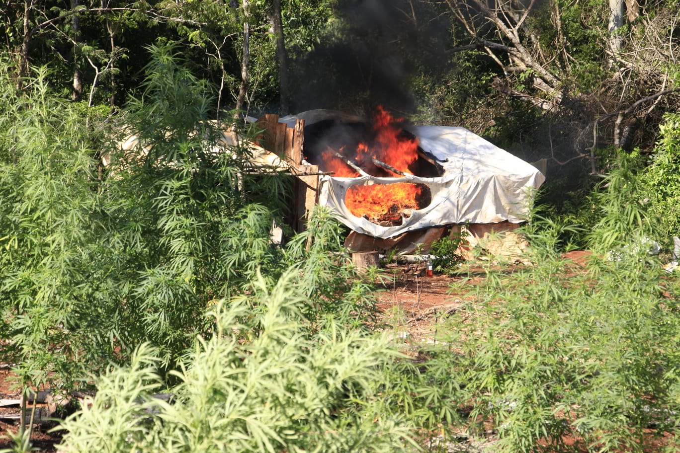 Sacan de circulación 244 toneladas de marihuana y 12 campamentos narcos