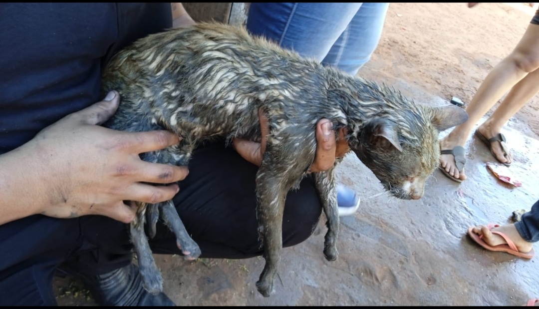 Gato sobrevivió tras quedar atrapado en incendio de una casa en Pedro Juan.