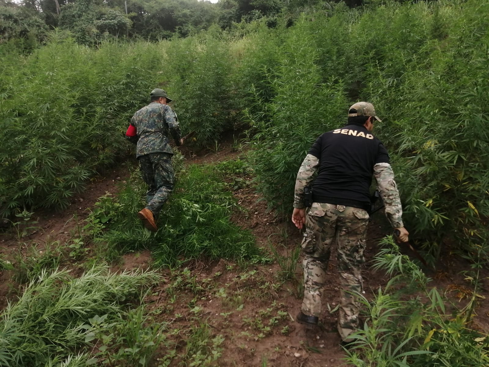 SENAD y la FTC despliegan operativo contra estructuras del narcotráfico en Cerro Corá