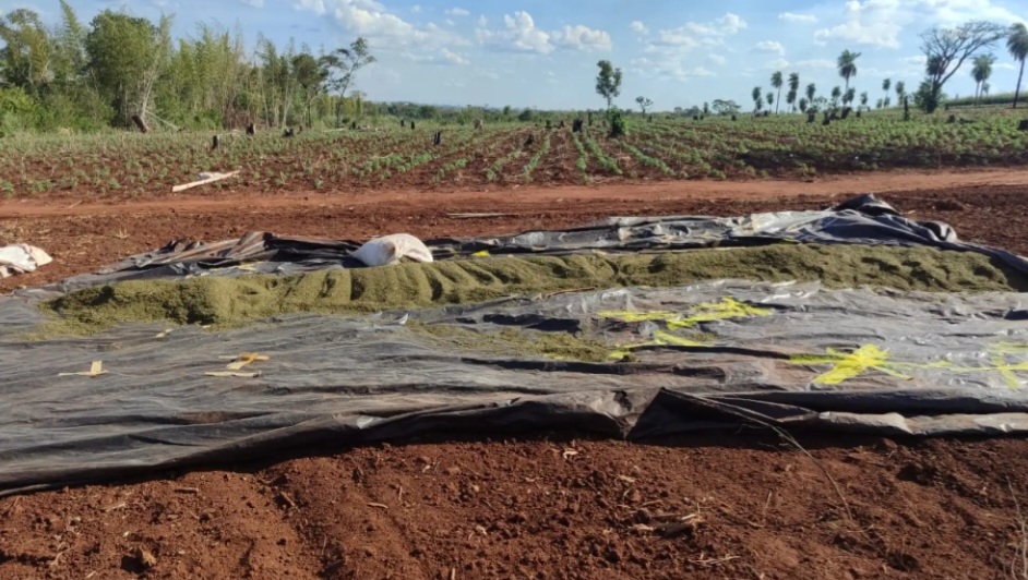Senad halla evidencias de plantación de marihuana en comunidad indígena en Pedro Juan