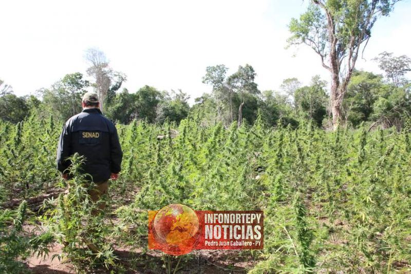 Senad realiza fuertes operativos en los bosques de Concepción