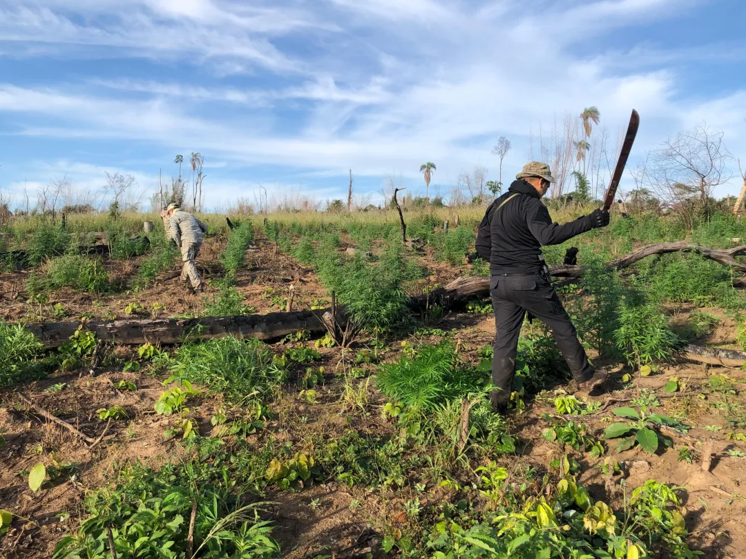 14 toneladas de marihuana fueron destruidas en Capitán Bado