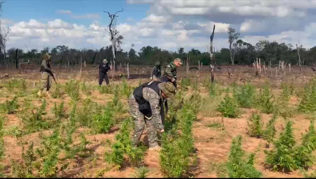 Destruyen cinco hectáreas de marihuana en Capitán Bado