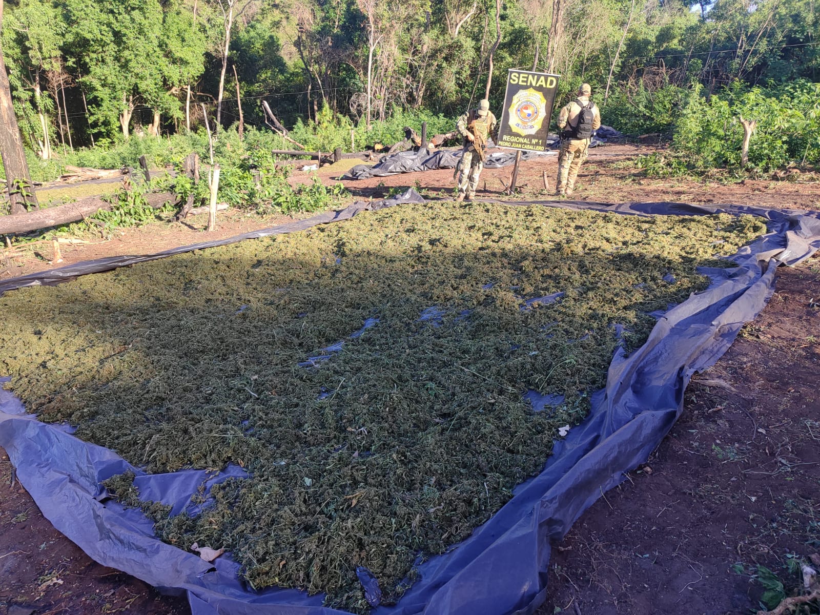 SENAD destruyó nuevamente 10 hectáreas de marihuana en Cerro Corá