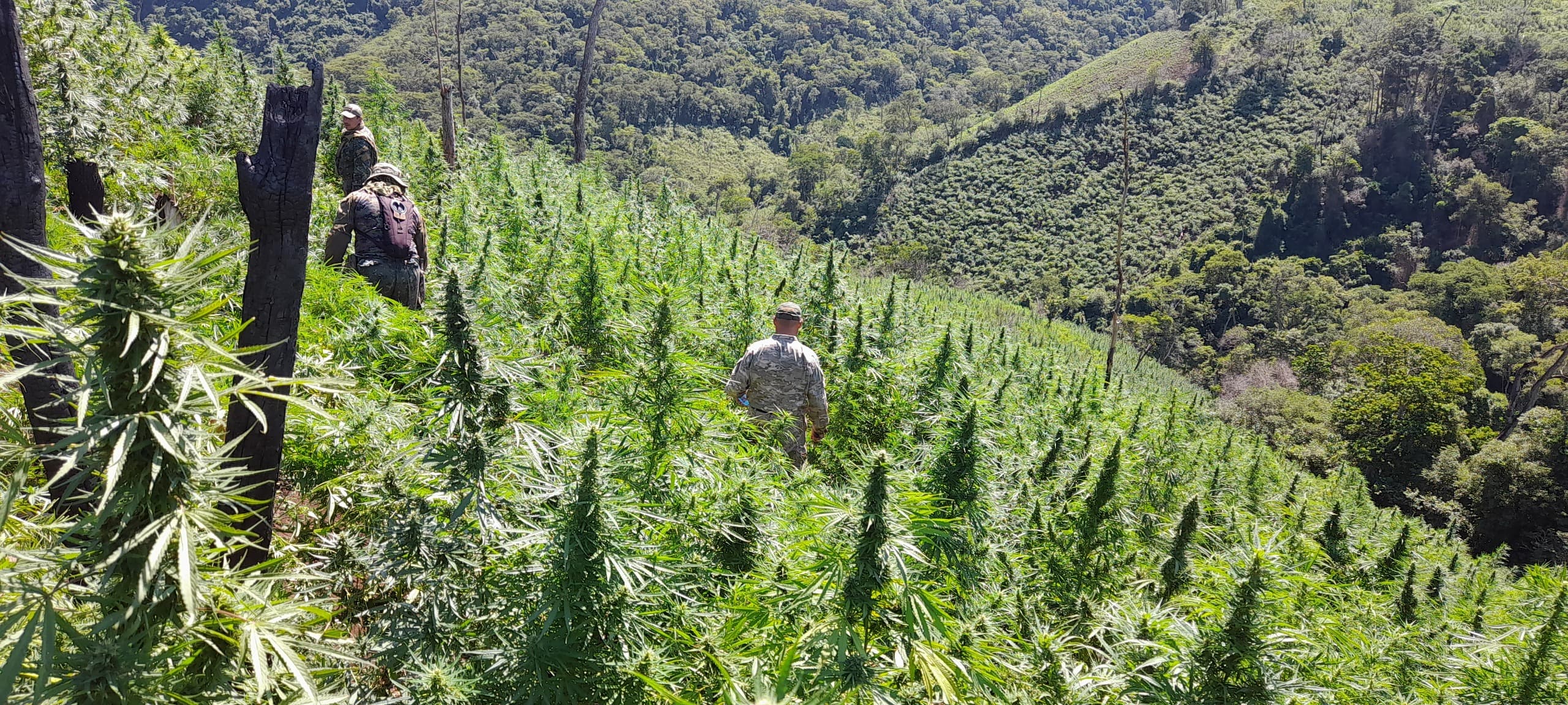 Devuelta se realizan destrucciones de marihuana en los montes del Amambay
