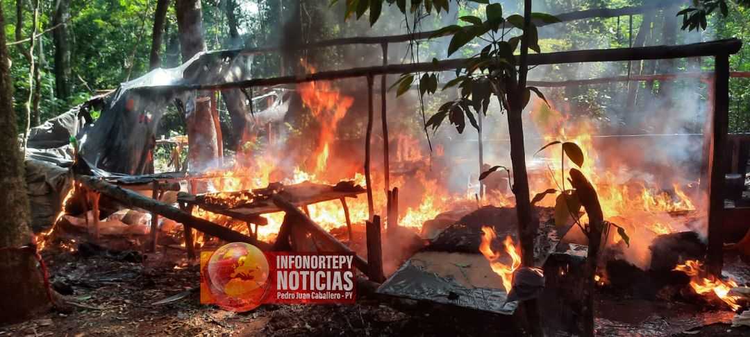 SENAD eliminó 11,5 toneladas de Marihuana en la Colonia Estrella