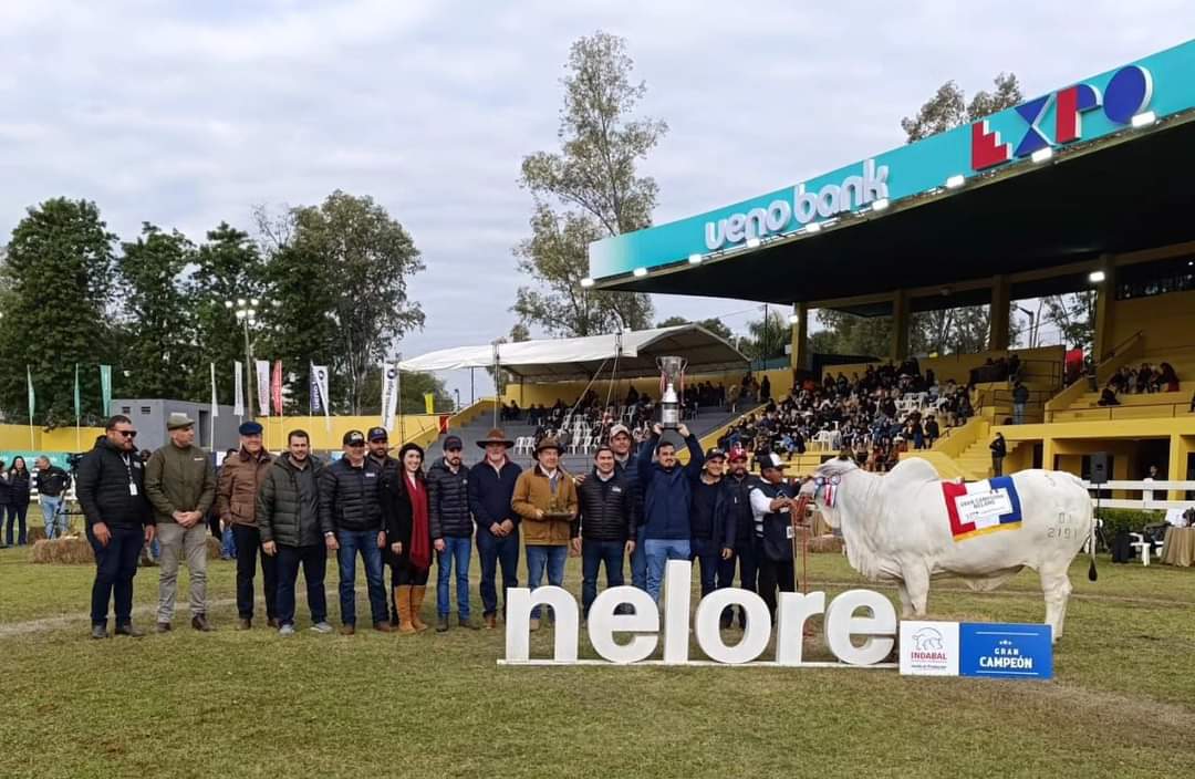 Salto Diamante "Gran Campeona Nelore en la Expo Internacional Mariano Roque Alonso 2024".