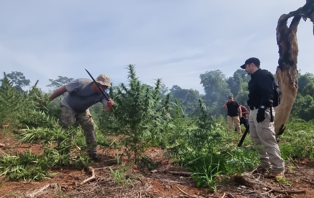 Paraguay y Brasil eliminaron 823 mil kilos de marihuana en la frontera
