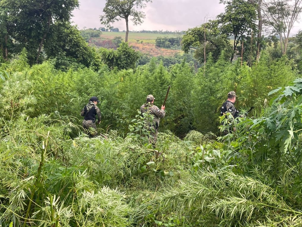 Destruyen 4.500 kilos de supuesta marihuana en etapa de cosecha