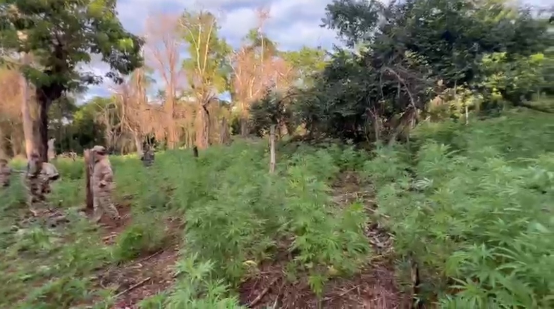 SENAD destruyó plantación de marihuana en Cerro Corã