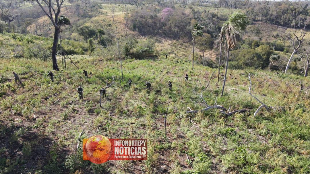 Antinarcóticos de Pedro Juan destruyeron 9 hectáreas de marihuana