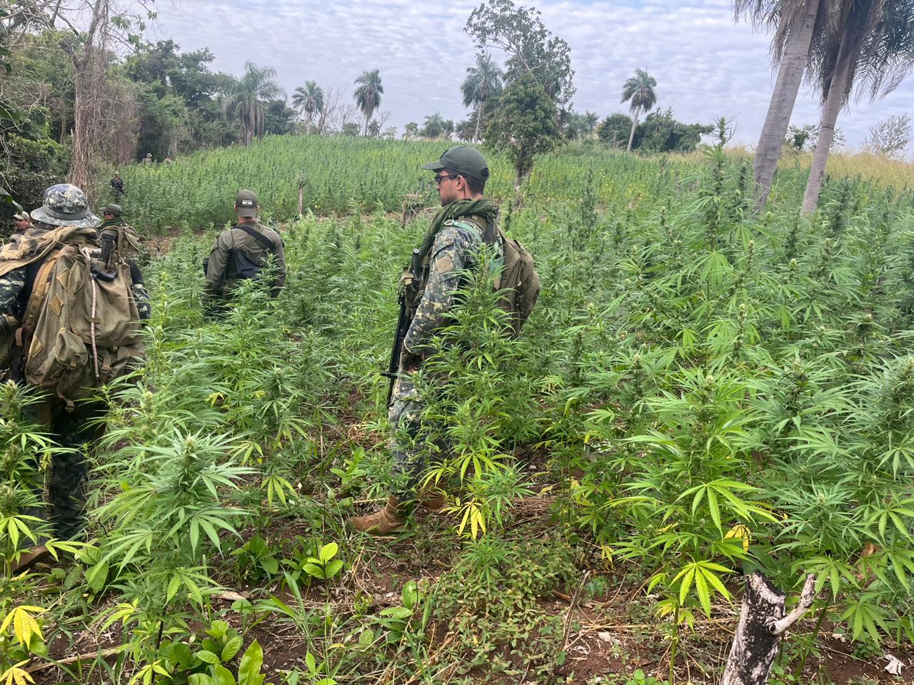 Destruyen más de 300 toneladas de droga entre Amambay y Concepción