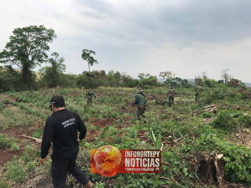 Antinarcóticos destruyen plantaciones de marihuana en zona de Capitán Bado