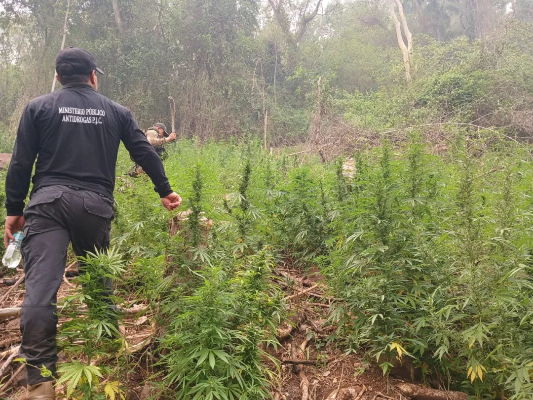 SENAD desmantela estructura de producción y acopio de marihuana en Zanja Pytã