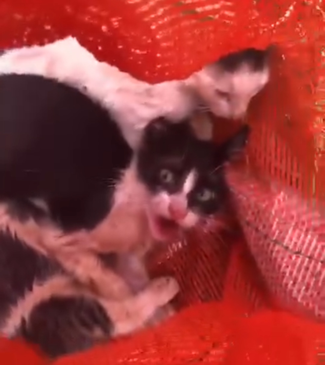 Crueldad: Arrojan unos 30 gatos en bolsas cerradas en Pedro Juan.