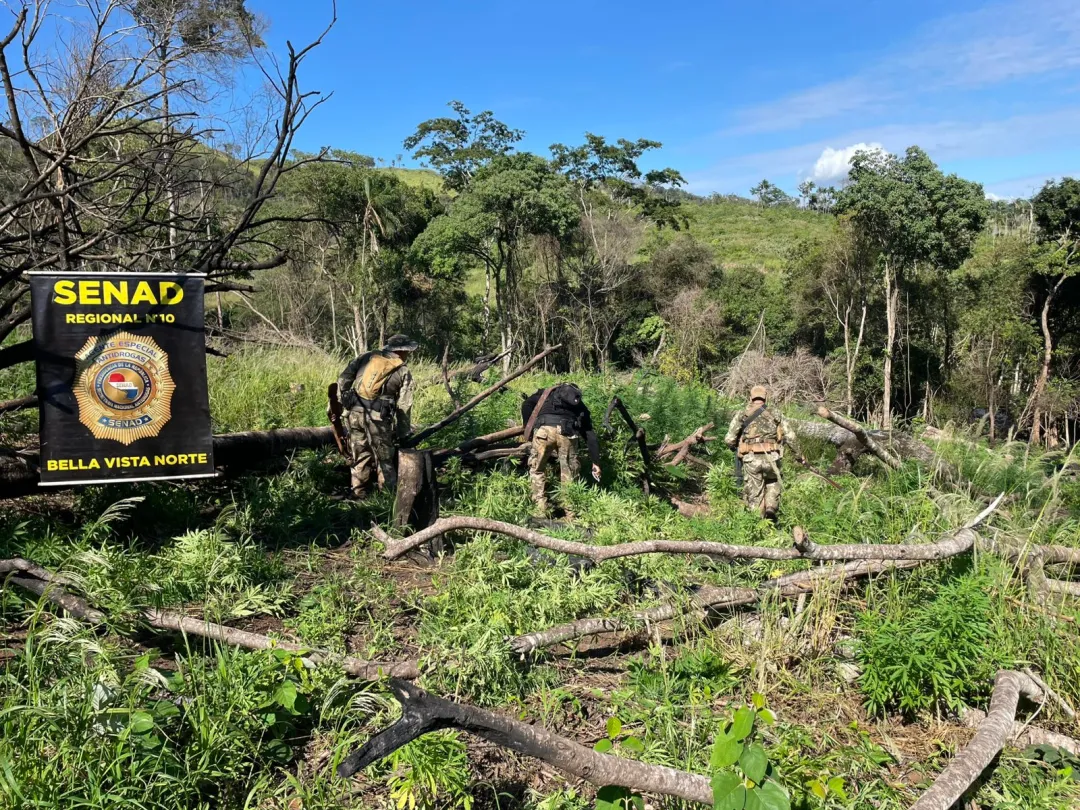 SENAD erradica cinco hectáreas de marihuana en Bella Vista Norte