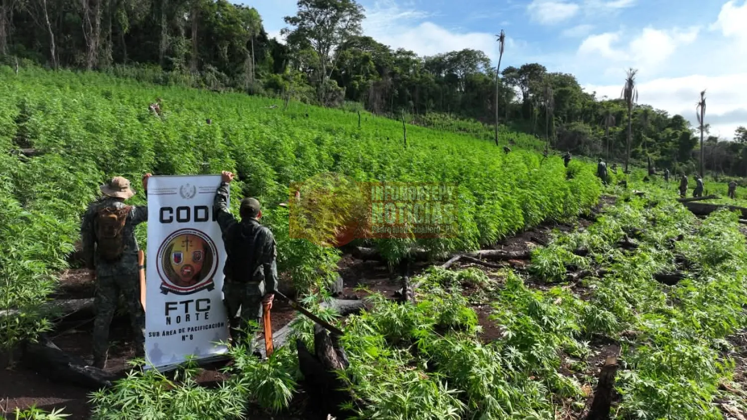 Destruyen 50 hectáreas de marihuana en zona de Pedro Juan
