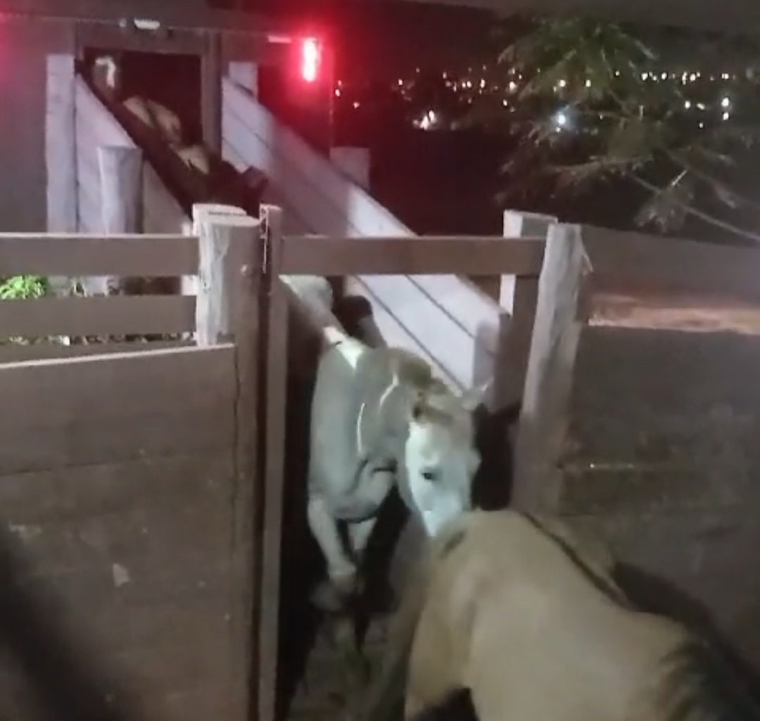 Incautan caballos de dudosa procedencia en Pedro Juan
