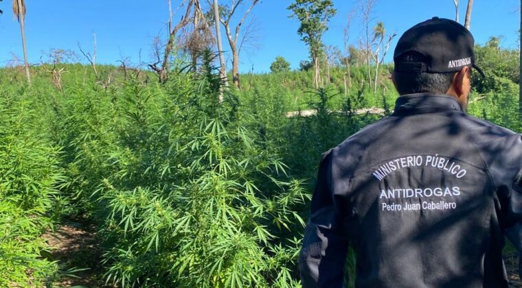 SENAD de Bella Vista Norte destruye más de 11 toneladas de marihuana