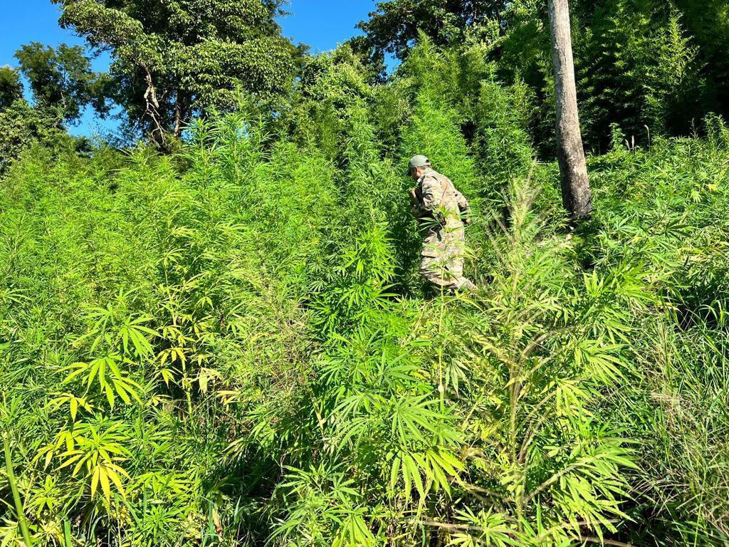 SENAD de Bella Vista Norte destruye 3 toneladas de marihuana en zona de Alpasa