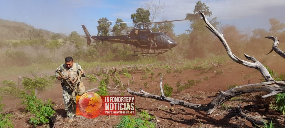 Nueva Alianza XXX  anuló 748 toneladas de marihuana en Amambay