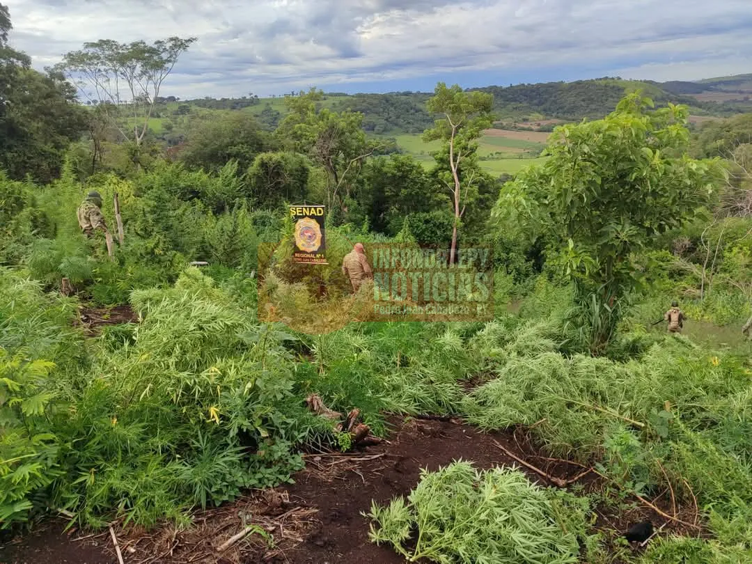 Destruyen toneladas de marihuana en Zanja Pytá