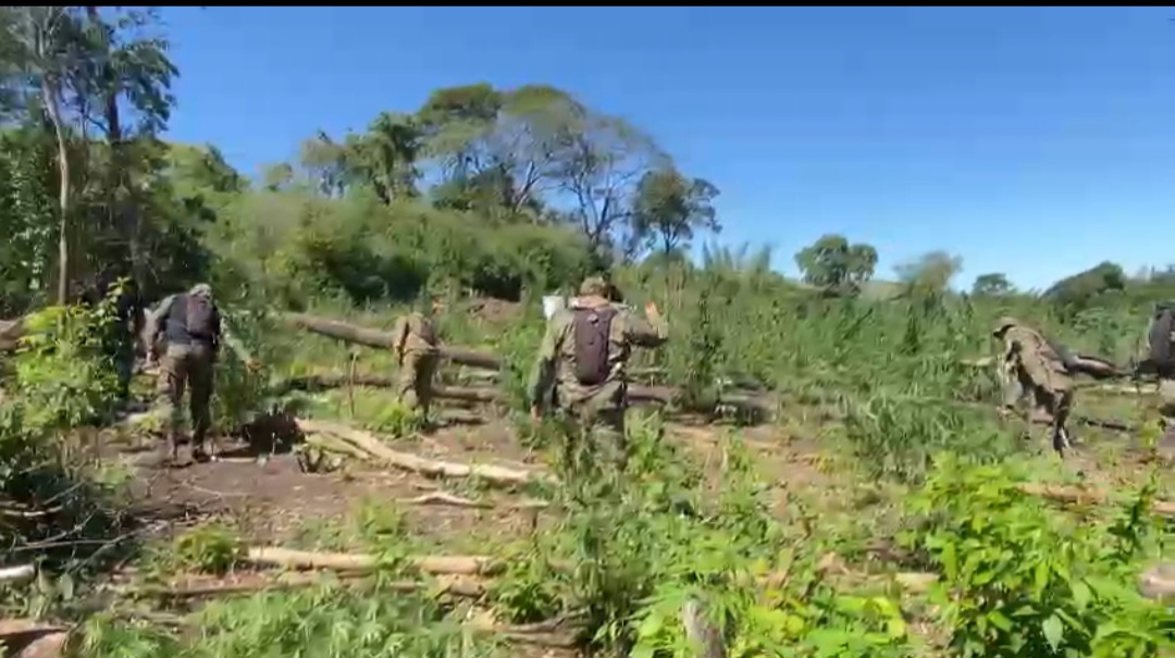 Antinarcóticos destruyeron 5 hectáreas de marihuana en Fotuna Guazú