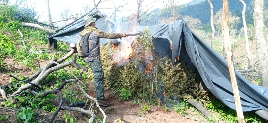 Prosiguen destrucción de centros de producción y acopio de marihuana en Amambay y Concepción