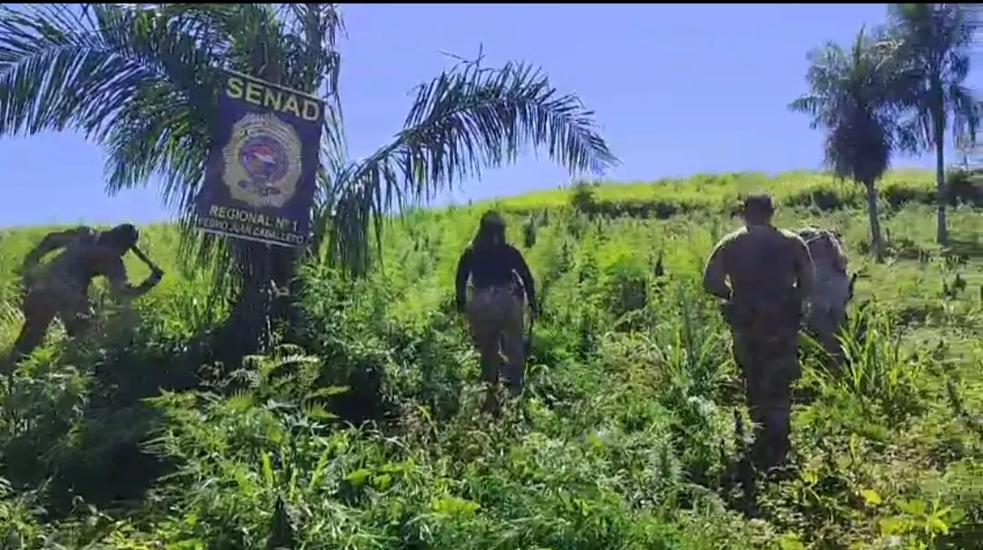 SENAD anula base narco y más de 24 toneladas de Marihuana en Cerro Corá