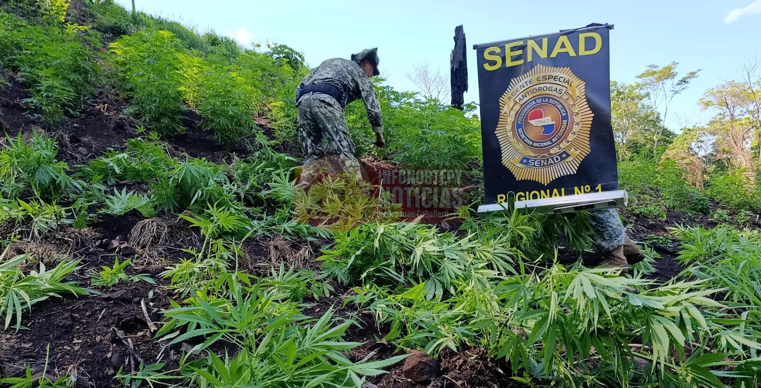 SENAD destruye plantación de marihuana en Zanja Pytã