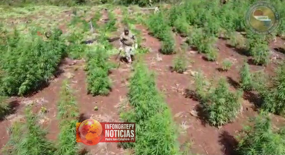 36 Hectáreas de marihuana fueron destruidas en Capitán Bado