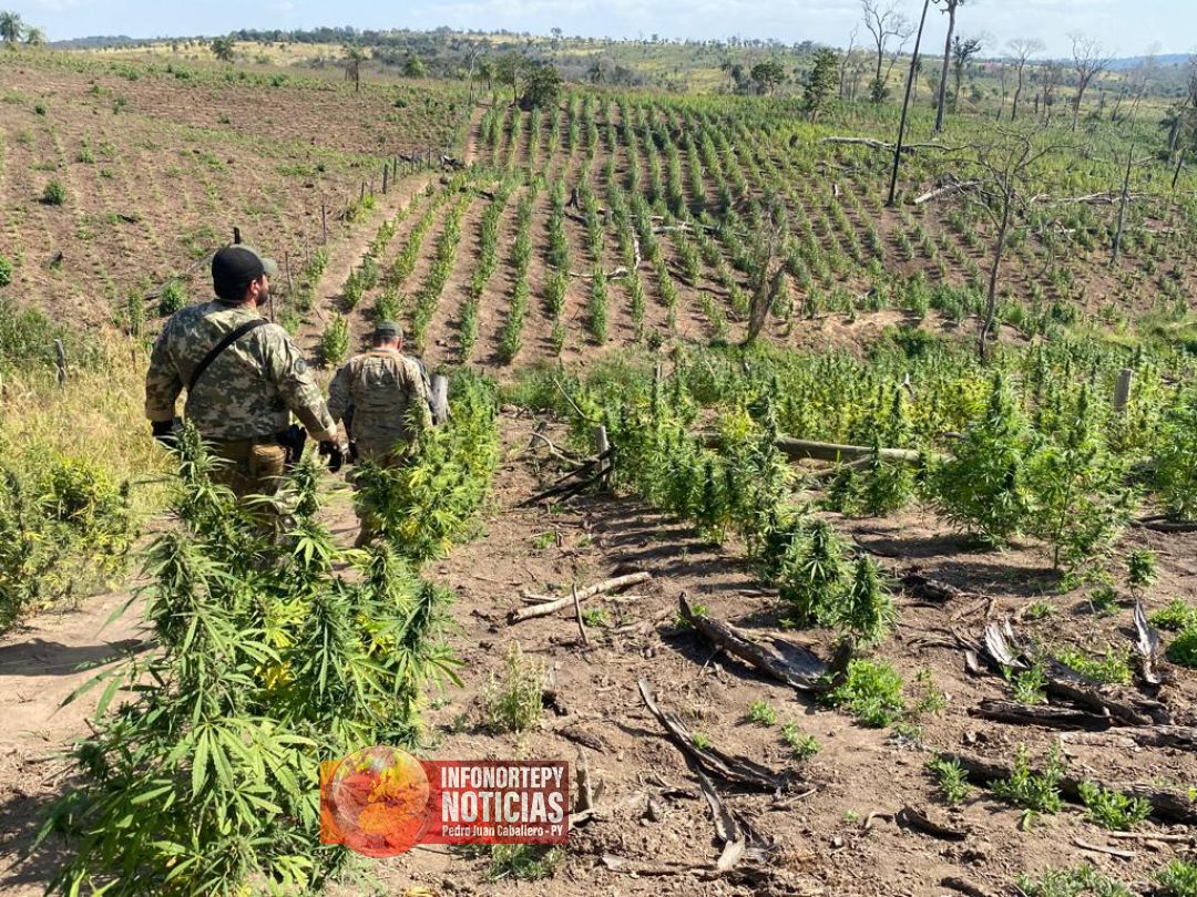SENAD desmanteló centros de producción de marihuana en zona de Capitán Bado