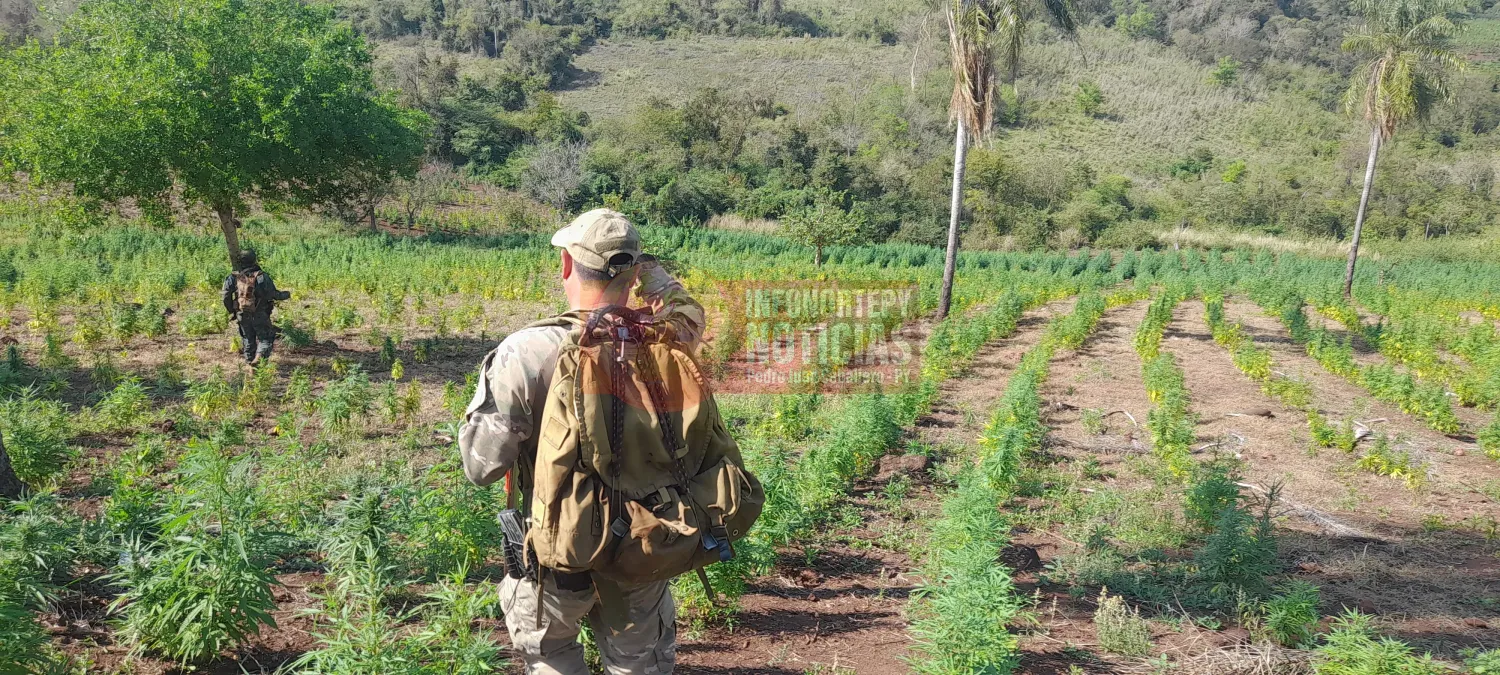 589 toneladas de marihuana sacadas de circulación en seis días de la operación Nueva Alianza 52 en Amambay