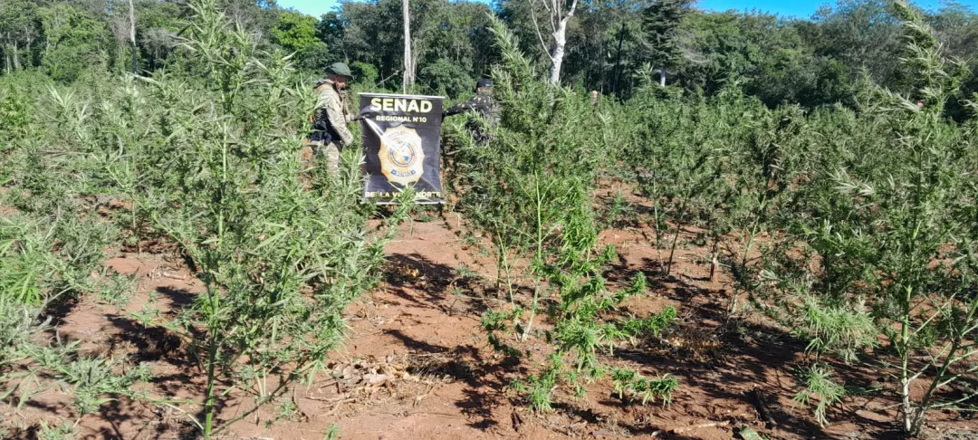 SENAD destruye 15 toneladas de marihuana en Bella Vista Norte