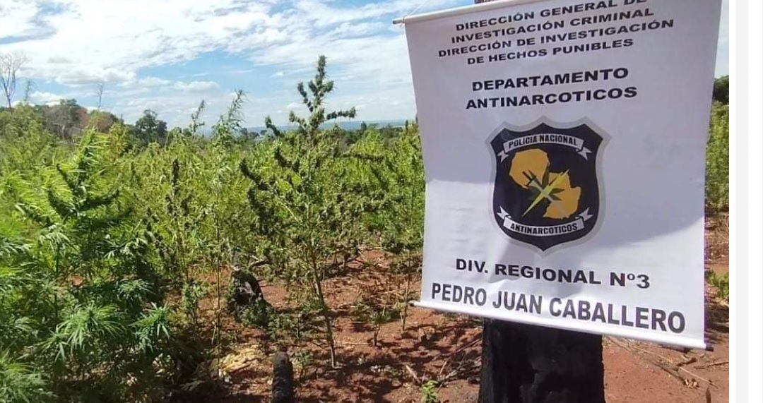 Antinarcóticos destruyen 4 hectáreas de marihuana en Lorito Picada.