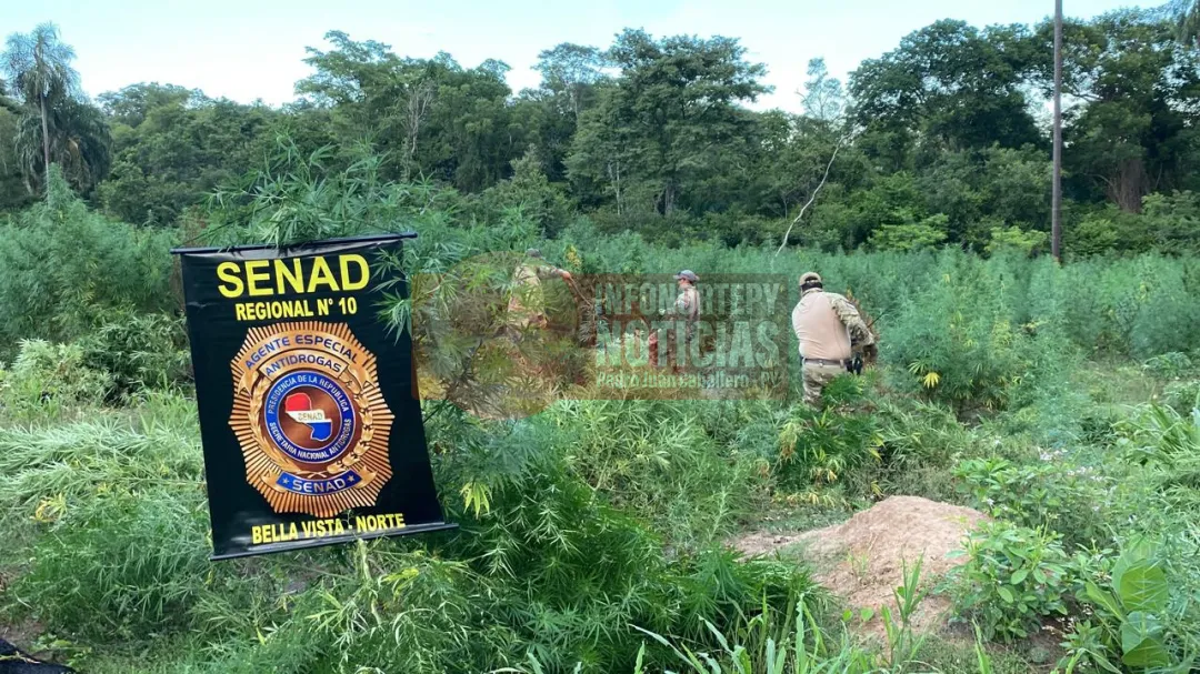 Cinco hectáreas de marihuana fue destruida por la SENAD en zona de Bella Vista Norte