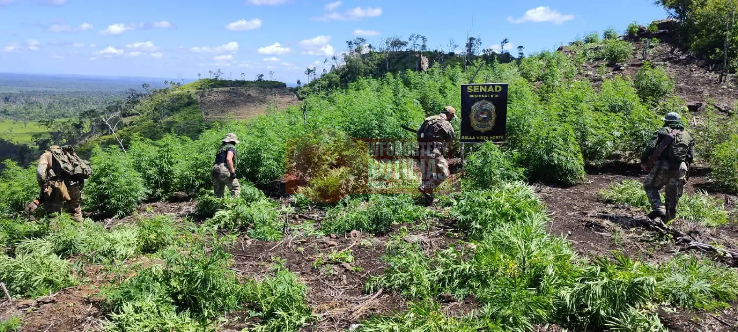 Erradican 15 toneladas de marihuana y desmantelan campamento ilegal en Bella Vista Norte