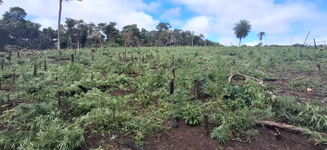 SENAD da duro golpe al narcotráfico destruyendo toneladas de marihuana en Amambay